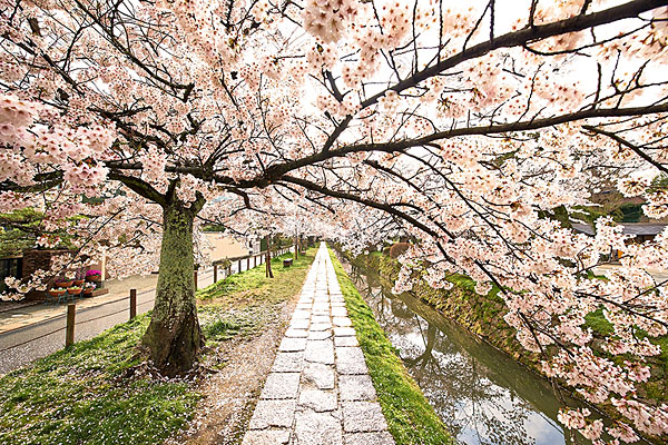 Photograph G Sharad Haksar Sakura Trails on One Eyeland