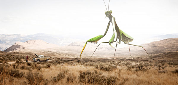 Photograph Peter Holst Praying Mantis on One Eyeland