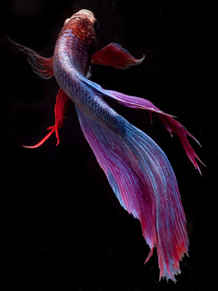Photograph Michael Filonow Purple Beta 2 on One Eyeland