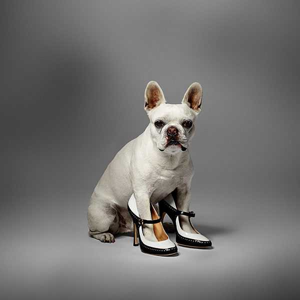 Photograph Rich Begany Frenchie on One Eyeland