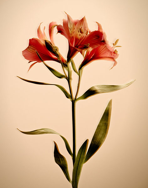 Photograph Rich Begany Beige Flowers 110 on One Eyeland