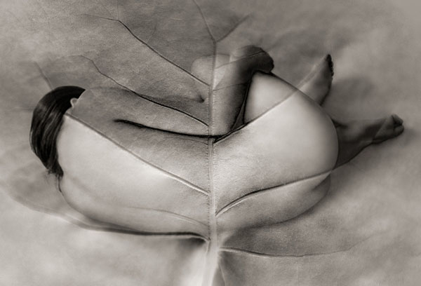 Photograph Ralph Mercer Myths Untitled 4 Beach Grape Leaf on One Eyeland
