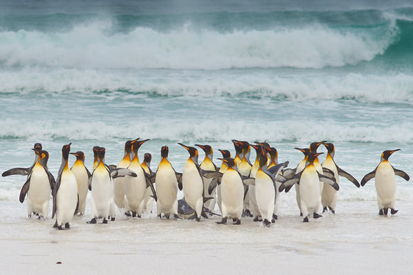Photograph Jeremy Richards King Penguins Coming Ashore on One Eyeland
