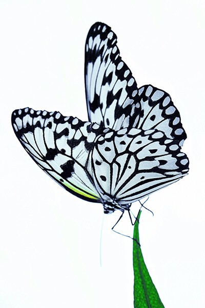Photograph Taraknath Dey Blessed Wings on One Eyeland