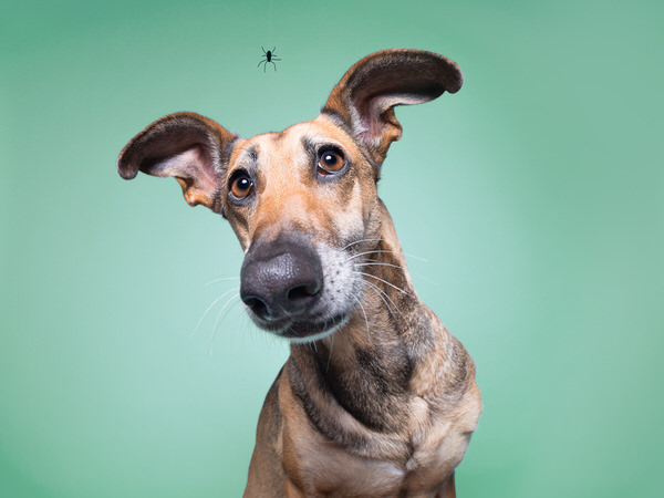 Photograph Elke Vogelsang Itsy Bitsy on One Eyeland