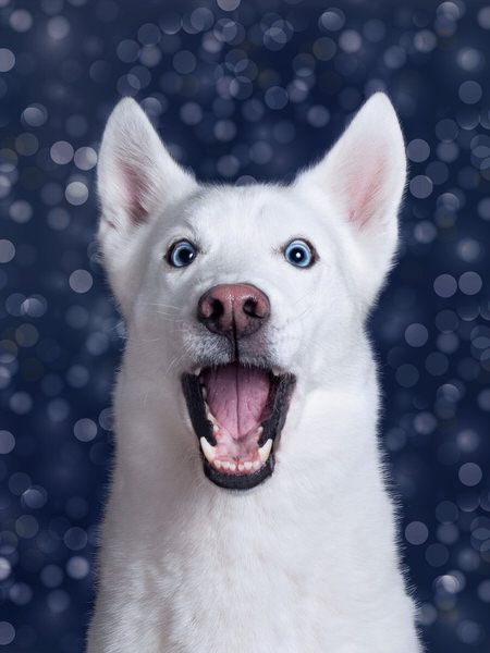 Photograph Elke Vogelsang Frozen Lemon on One Eyeland