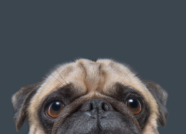 Photograph Elke Vogelsang Heinrich The Pug on One Eyeland
