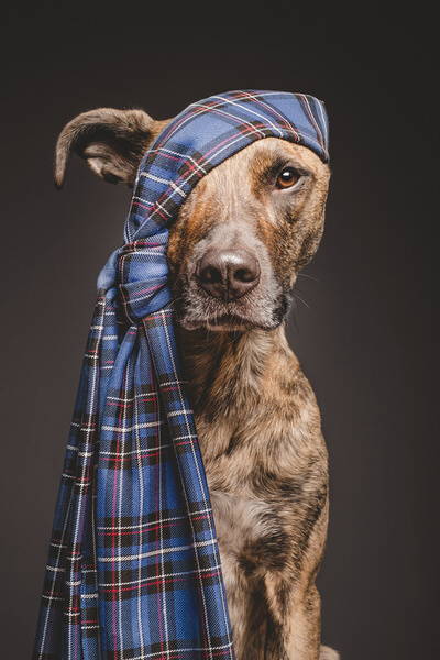 Photograph Elke Vogelsang The Tartan Pirate on One Eyeland
