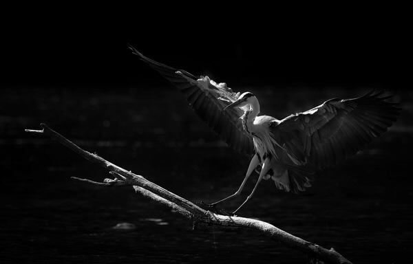 Photograph Suk Eun Kim B And W on One Eyeland