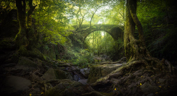 Photograph David Martinez Lombardia Forest Lights on One Eyeland