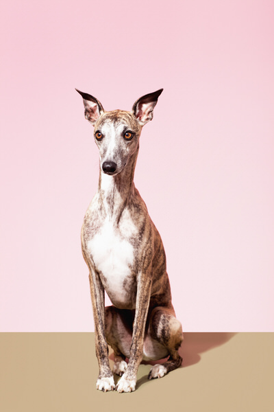 Photograph Ilka Franz Tigerstriped Whippet on One Eyeland