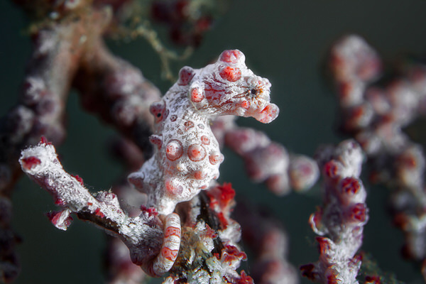 Photograph Hartono Hosea Pygmy Seahorse on One Eyeland