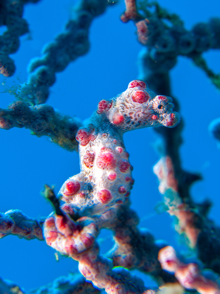 Photograph Hartono Hosea Pygmy Seahorse on One Eyeland