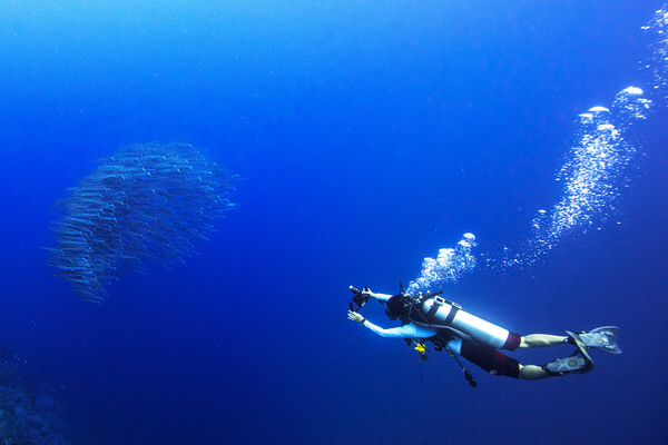 Photograph Hartono Hosea Chasing Barracuda on One Eyeland
