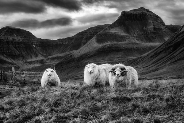 Photograph Johannes Frank Johannesson Family Of Sheeps on One Eyeland
