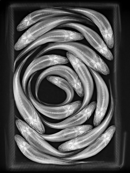 Photograph Steve Miller Fish Circle on One Eyeland