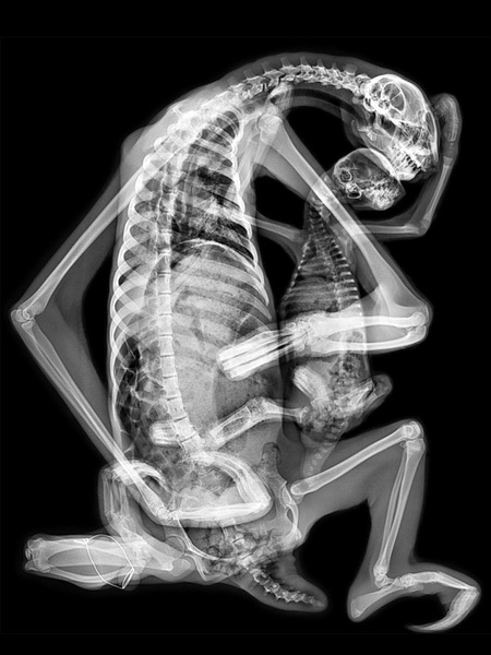 Photograph Steve Miller Sloth Pieta on One Eyeland