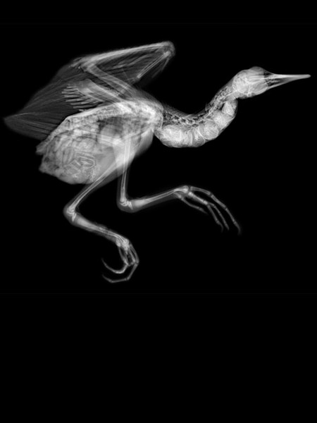 Photograph Steve Miller Running Bird on One Eyeland