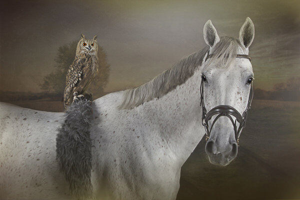 Photograph Carola Kayen Mouthaan Best Friends on One Eyeland