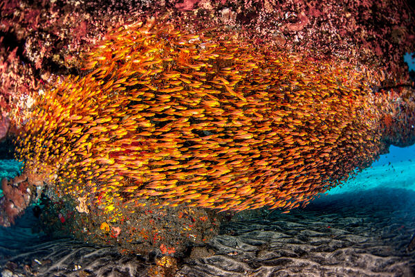 Photograph Hartono Hosea Orange on One Eyeland