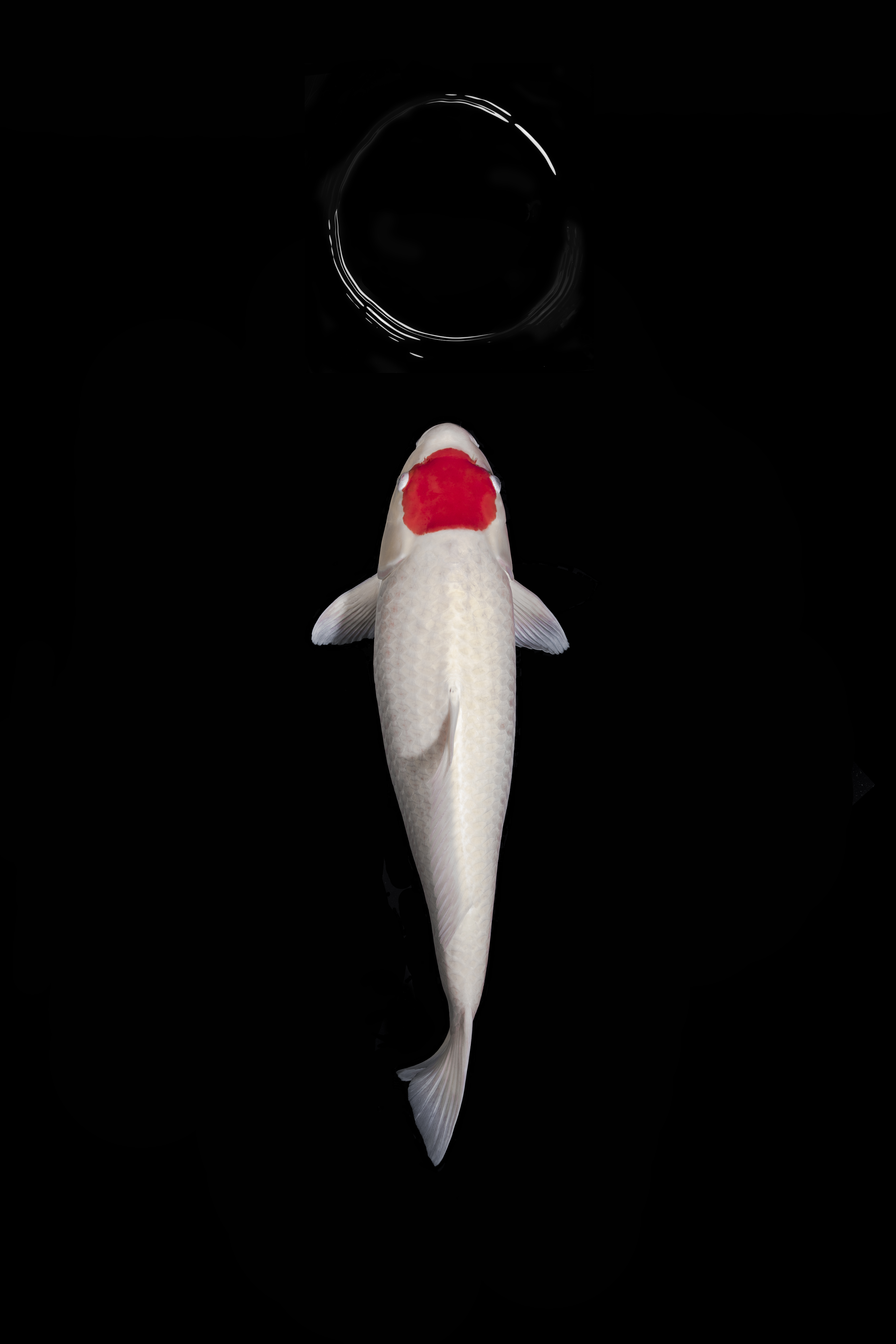 Photograph Heiko Hellwig Koi Meditation on One Eyeland