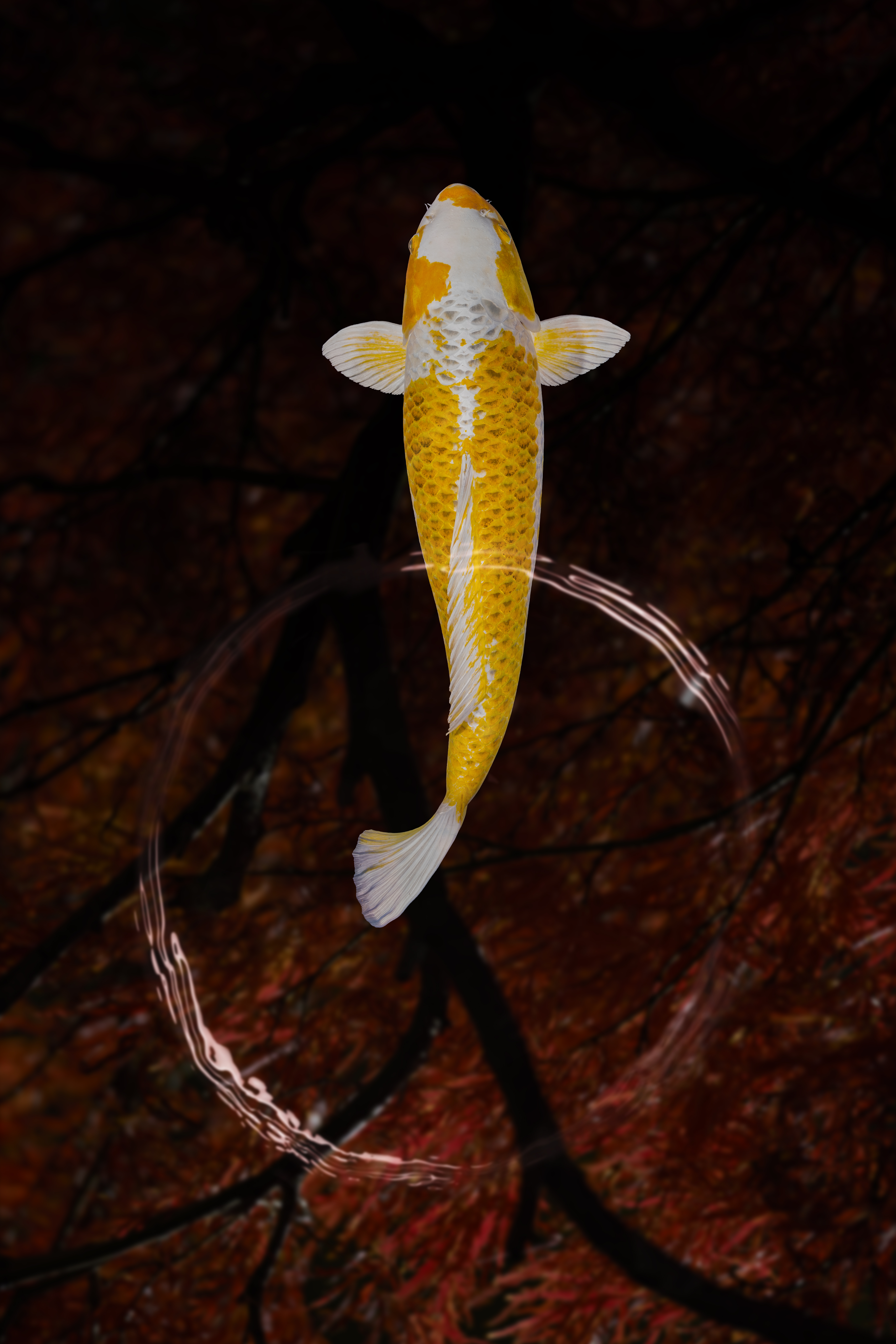 Photograph Heiko Hellwig Koi Meditation on One Eyeland