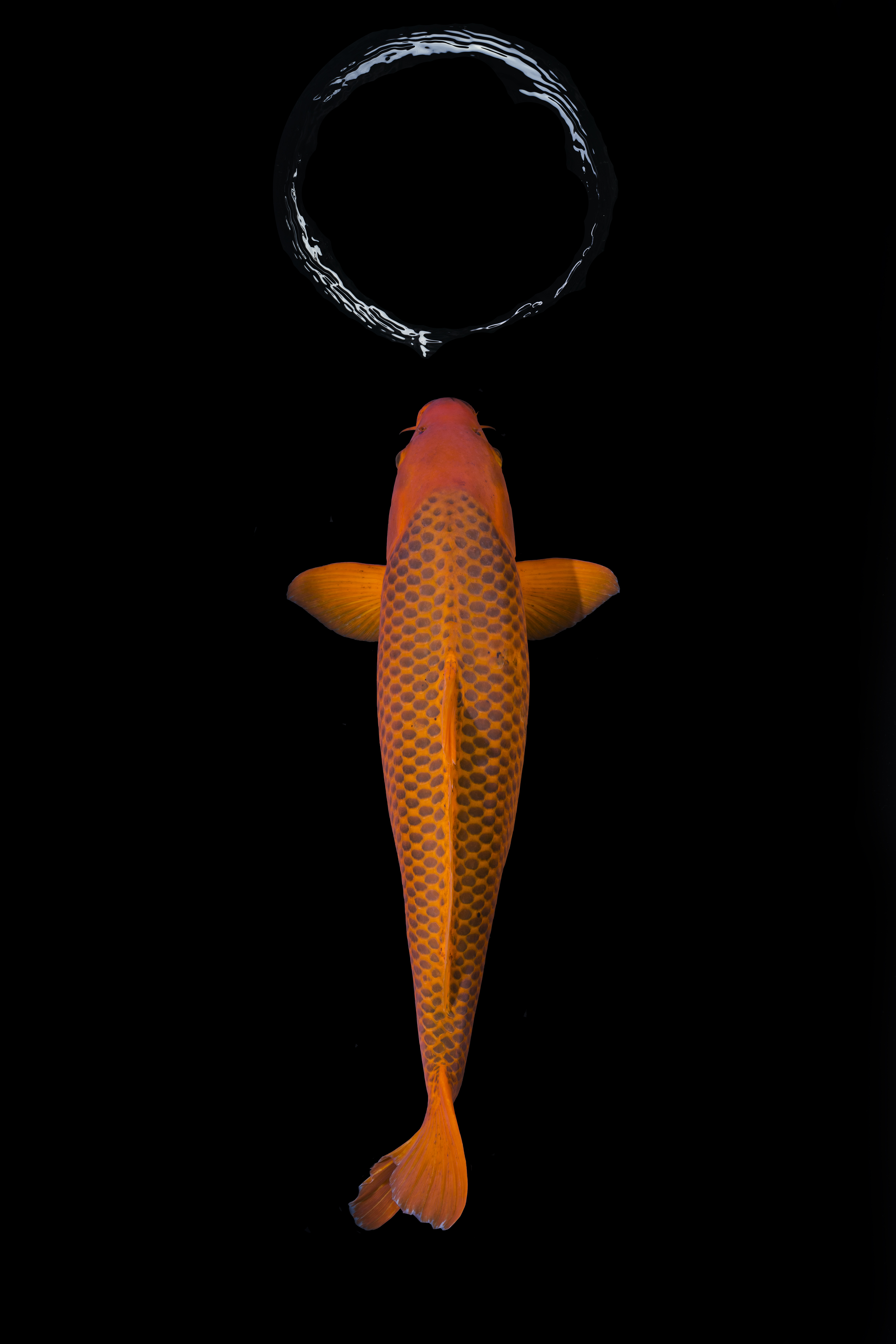 Photograph Heiko Hellwig Koi Meditation on One Eyeland