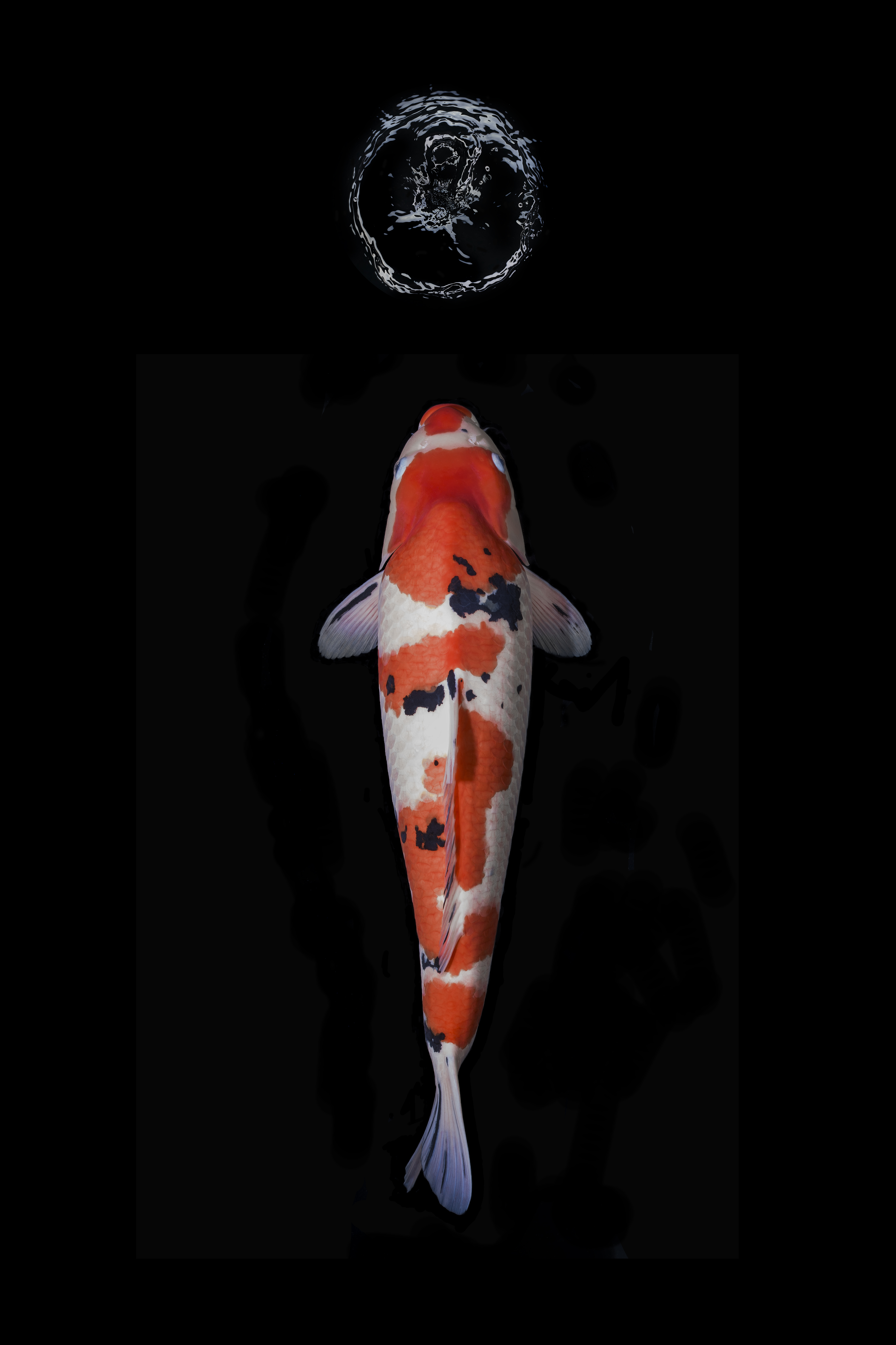 Photograph Heiko Hellwig Koi Meditation on One Eyeland