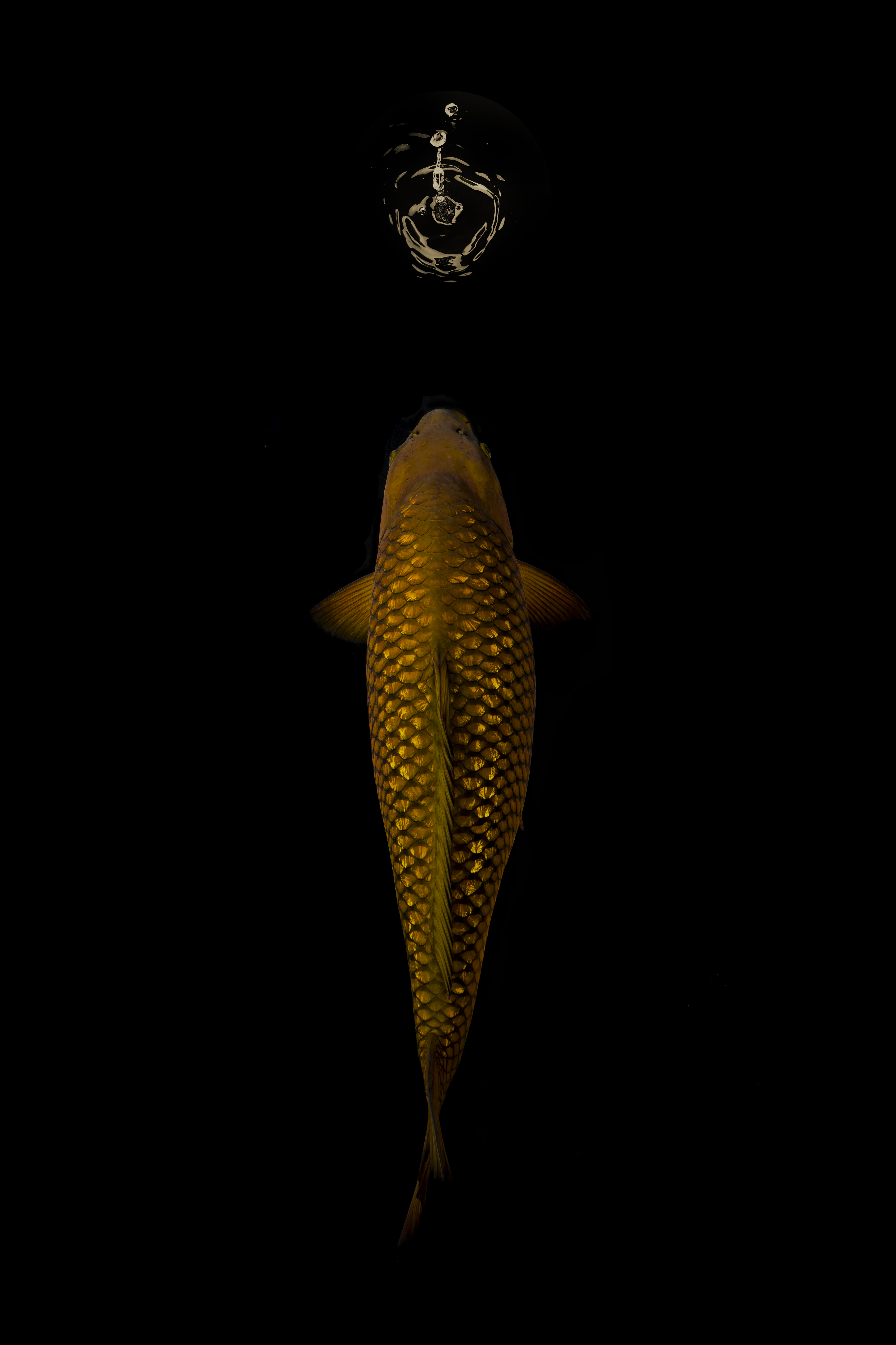 Photograph Heiko Hellwig Koi Meditation on One Eyeland