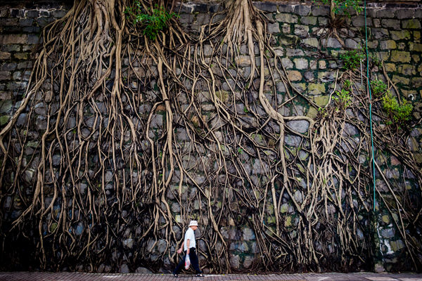 Photograph Keith Tsuji Wall Tree on One Eyeland