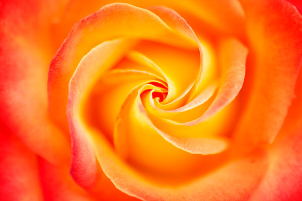 Photograph Zaharia Bogdan Macro Of A Yellow Rose With Red Tips on One Eyeland