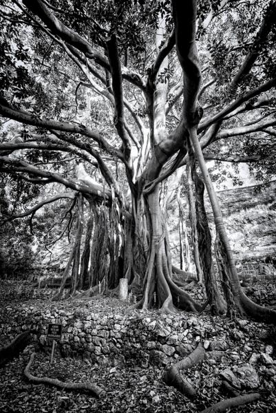 Photograph Marco Virgone The Greatest Ii on One Eyeland