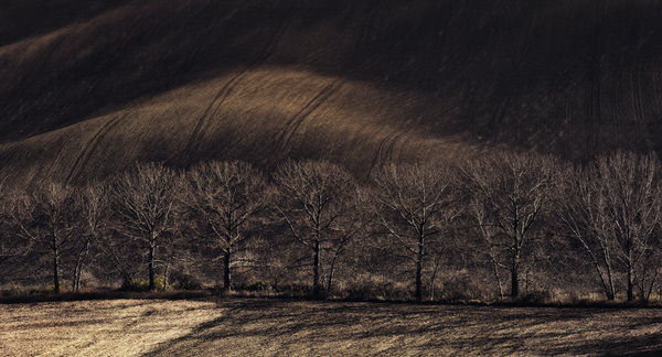 Photograph Suk Eun Kim Trees And Fields on One Eyeland