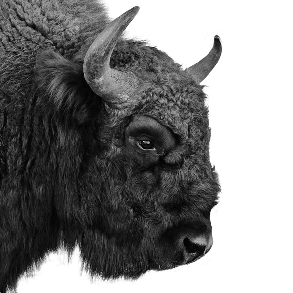 Photograph Floriana Barbu Bison Portrait on One Eyeland