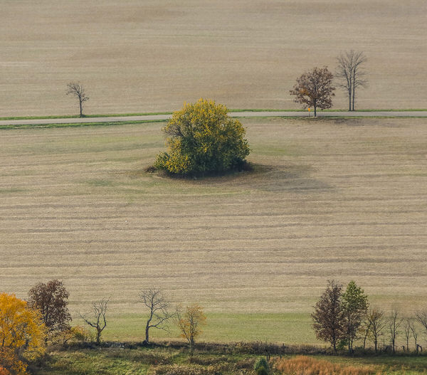 Photograph Larry Hamill Treescape on One Eyeland