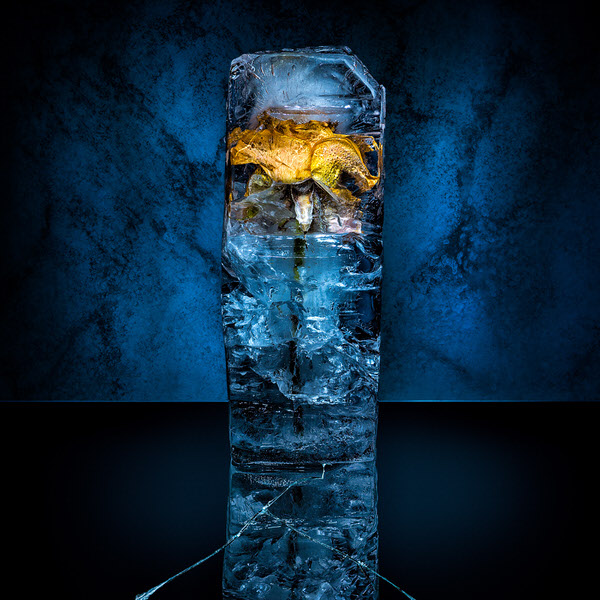 Photograph Petri Damsten Frozen Rose on One Eyeland