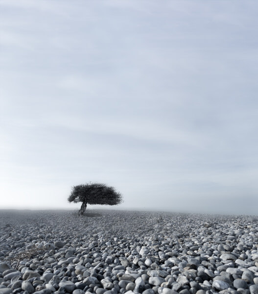 Photograph Agniribe Mada Isolated Tree on One Eyeland