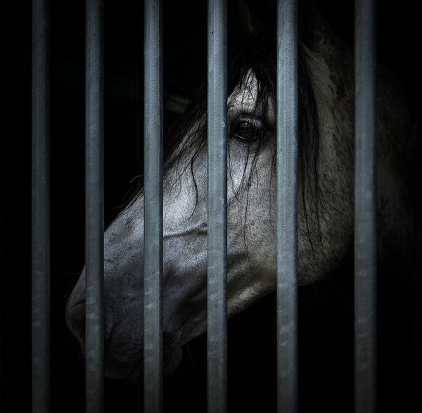 Photograph Mark Benham Behind Bars on One Eyeland