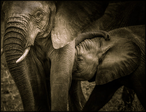 Photograph Bev Pettit Loving on One Eyeland