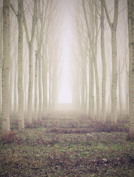 Photograph Enzo Crispino Interpretations Of The Landscape on One Eyeland