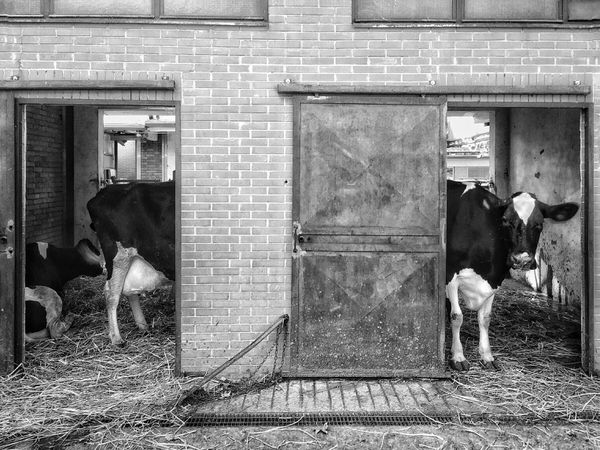 Photograph Pier Luigi Dodi Long Cow on One Eyeland