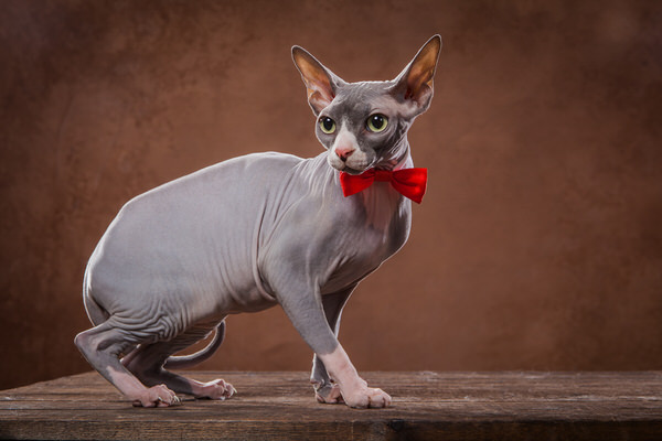 Photograph Jukka Vahalummukka The Sphynx on One Eyeland