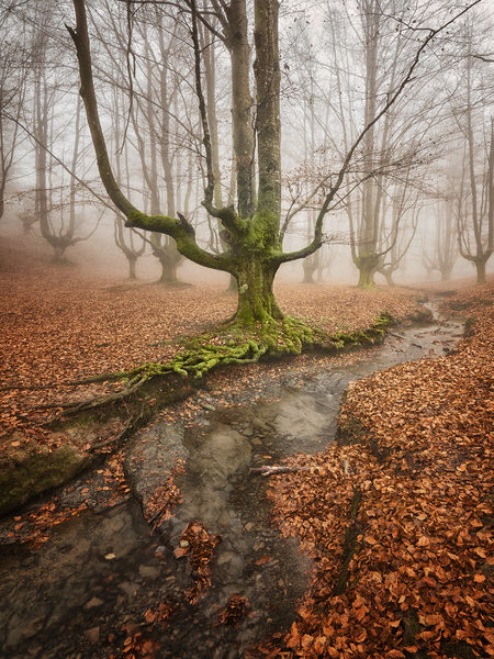 Photograph Ivan Ant The Myth Of The Fog on One Eyeland