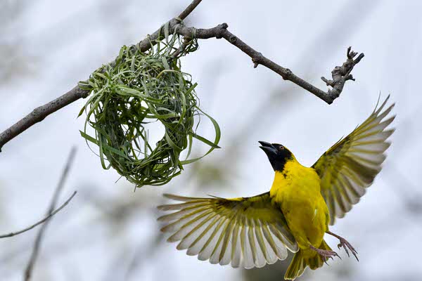 Photograph M G Pascal Lagesse Yellow Cape Canary Building Nest on One Eyeland