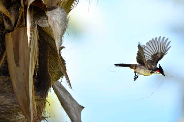 Photograph M G Pascal Lagesse Red Whiskered Bulbul With Straw In Beak on One Eyeland