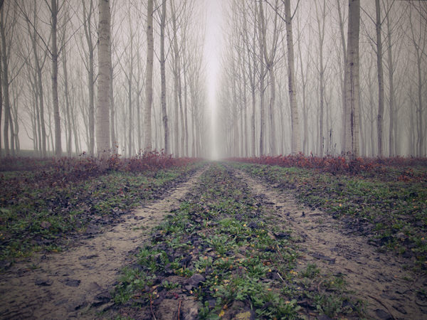 Photograph Enzo Crispino Seasons on One Eyeland