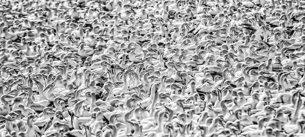 Photograph Rodger Shagam Gannet Island on One Eyeland