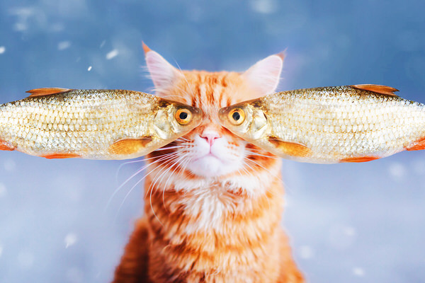 Photograph Kristina Makeeva Cutlet Cat And Fish on One Eyeland