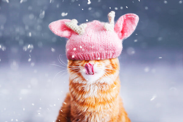 Photograph Kristina Makeeva Cutlet Cat And Snow on One Eyeland