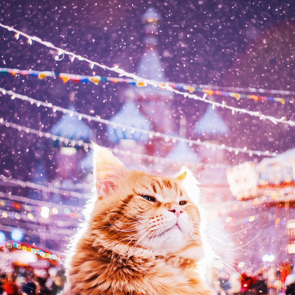 Photograph Kristina Makeeva Cutlet Cat And Moscow on One Eyeland